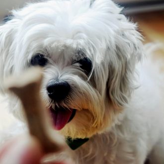 shih-tzu (3)