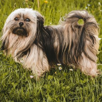 shih-tzu (4)