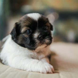 shih-tzu (5)